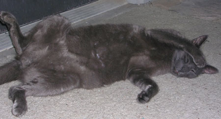 ghost cat